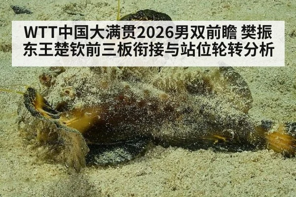 WTT中国大满贯2026男双前瞻 樊振东王楚钦前三板衔接与站位轮转分析